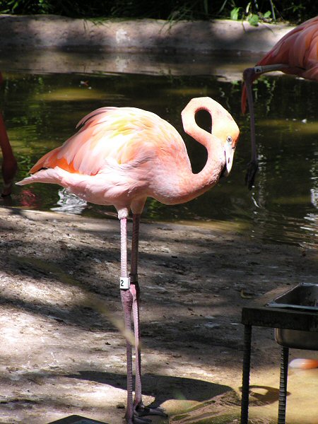flamingo0021