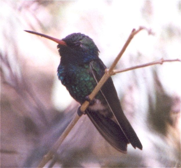 hummingbird232