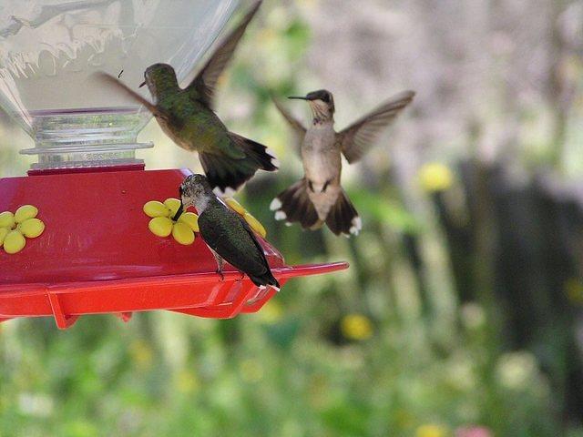 hummingbirds006