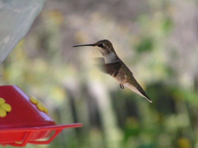 hummingbirds009