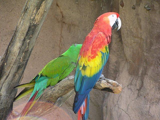 macaw03