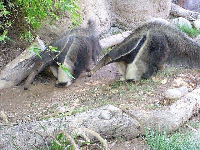 anteater01