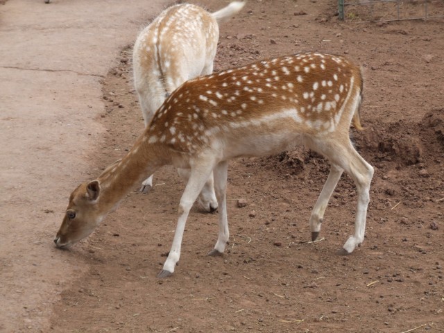 deer01 001