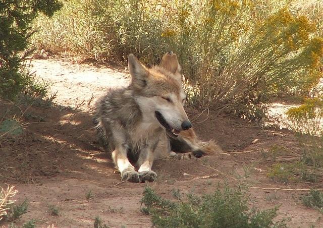 mexicanwolf001