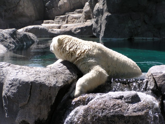 polar bear 6