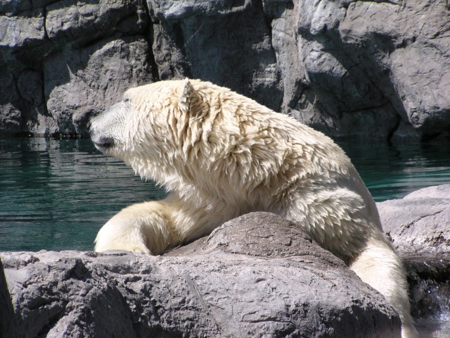 polar bear 8