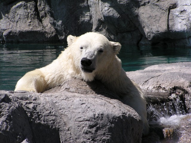 polar bear 9