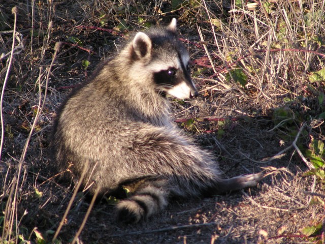 raccoon4