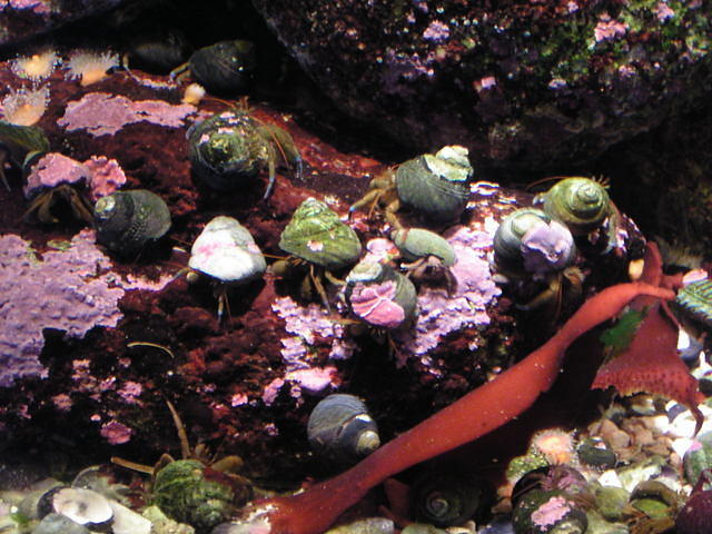 monterey-aquarium 485560300 o