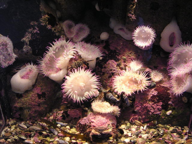 monterey-aquarium 485568450 o