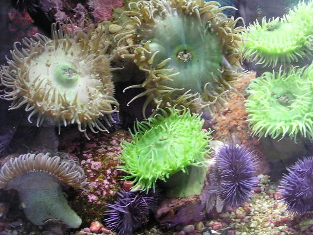 monterey-aquarium 485571238 o