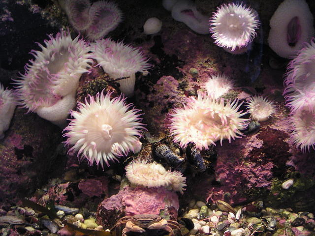 monterey-aquarium 485600927 o