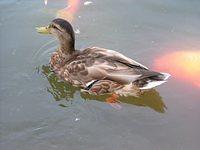 duck904356