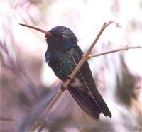 hummingbird232
