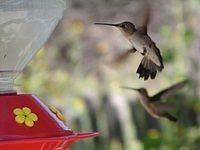 hummingbirds001