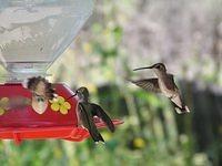 hummingbirds002