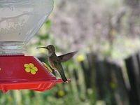 hummingbirds003