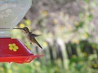 hummingbirds004