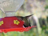 hummingbirds007