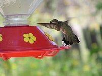 hummingbirds008