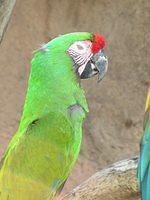 macaw01