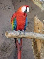 macaw02