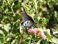 Butterflies of Arizona