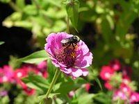 bumblebee01