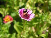 bumblebee02