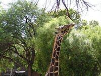 giraffe02