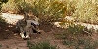 mexicanwolf002