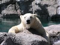 polar bear 10