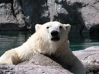 polar bear 11