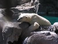polar bear 7