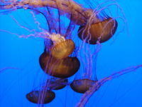 Monterey Aquarium