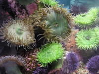 monterey-aquarium 485570622 o