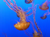 monterey-aquarium 485578287 o