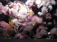 monterey-aquarium 485596013 o