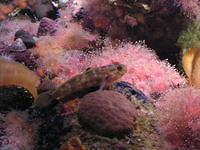 monterey-aquarium 485596459 o