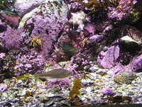 monterey-aquarium 485600065 o