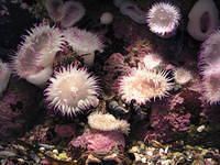 monterey-aquarium 485600927 o