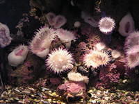 monterey-aquarium 485601965 o