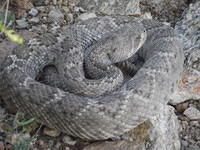 diamondback-rattlesnake 4555210975 o