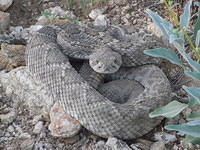 diamondback-rattlesnake 4555837554 o