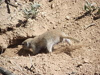 ground-squirrel 6045214999 o