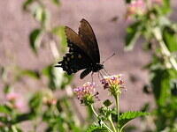 Butterflies of Arizona