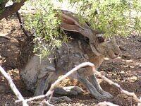 Desert Creatures in the Sonoran