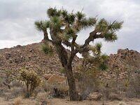 Joshua Tree National Park in California