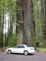 Redwoods, California